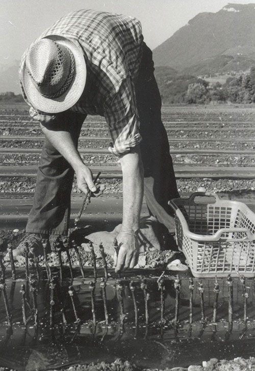 Pepinieres-vendange-tradition-generation Pepinieres-vendange-tradition-generation