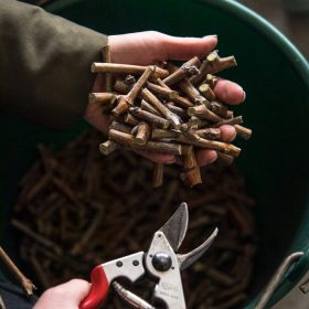 Pepiniere Vendange Pepiniere Vendange - Mars 2021 - Greffe Atelier