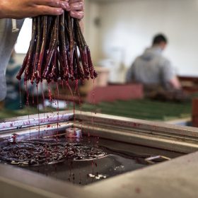 PepiniereVendange-cire PepiniereVendange-cire