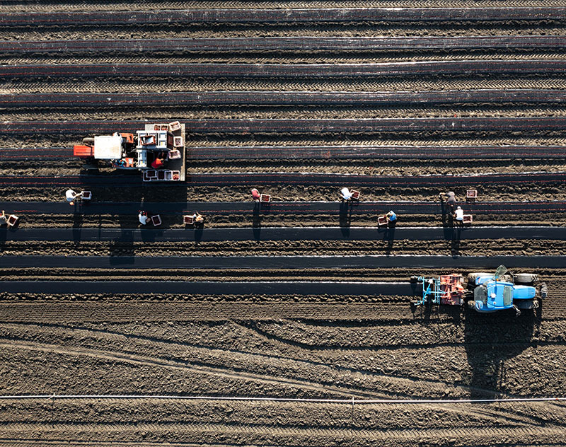 PepiniereVendange-plantations PepiniereVendange-plantations