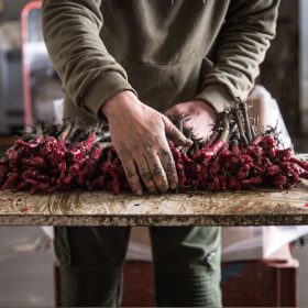 PepiniereVendange-preparation PepiniereVendange-preparation