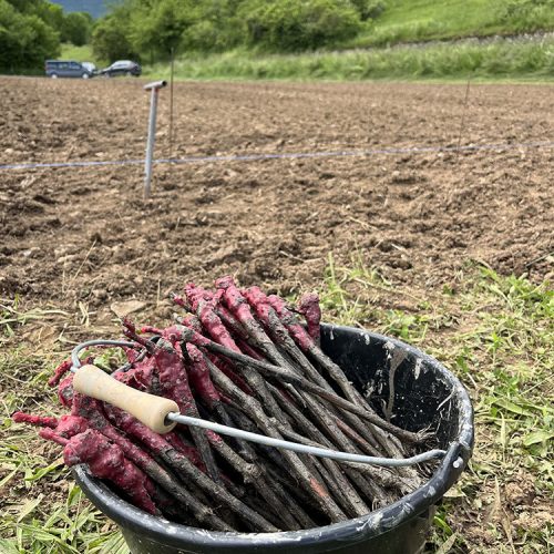 Pepinieres-vendange-plants1