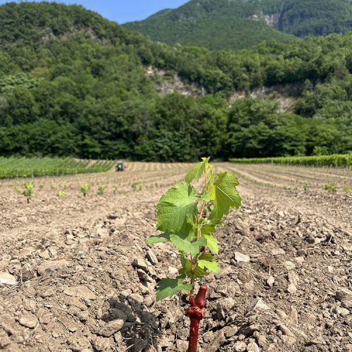 Pepinieres-vendange-plants2