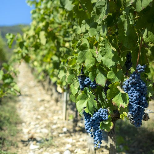 Plants-vignes-pepinieres-vendange
